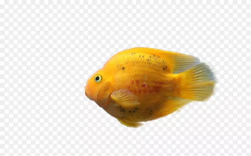 金鱼饲养鱼画-鱼