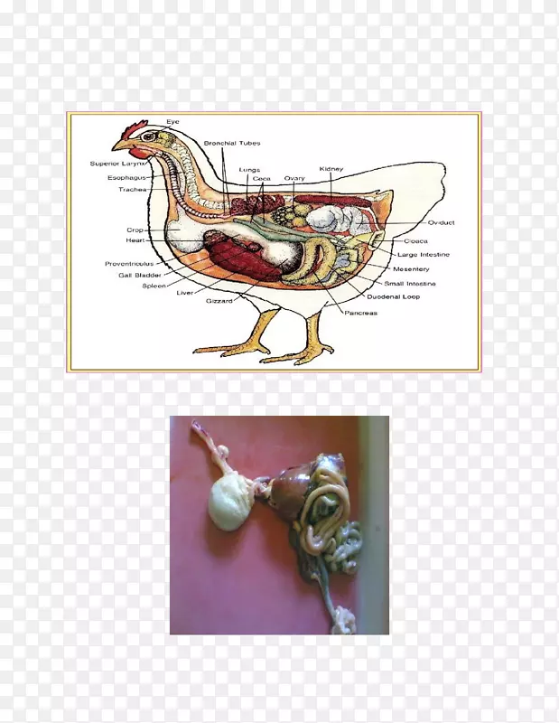 鸡解剖鸡生理学-鸡