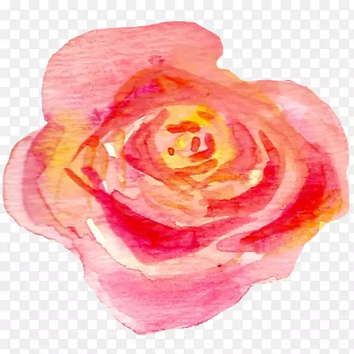 花园玫瑰，蜈蚣玫瑰，花瓣粉红色m近距离田间指南
