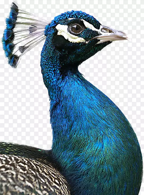 孔雀蓝鸟
