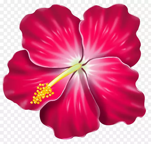 夏威夷木槿剪贴画-夏威夷木槿
