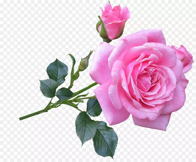静物：粉红色玫瑰，花，植物茎-玫瑰