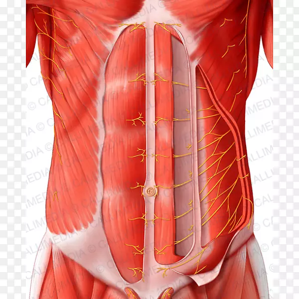 腹直肌腹壁神经横腹肌腹部解剖