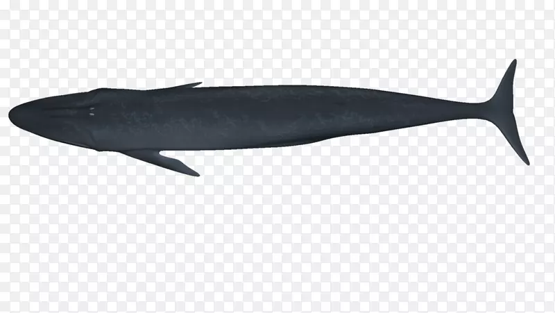 海豚鲸鱼海洋生物动物海豚