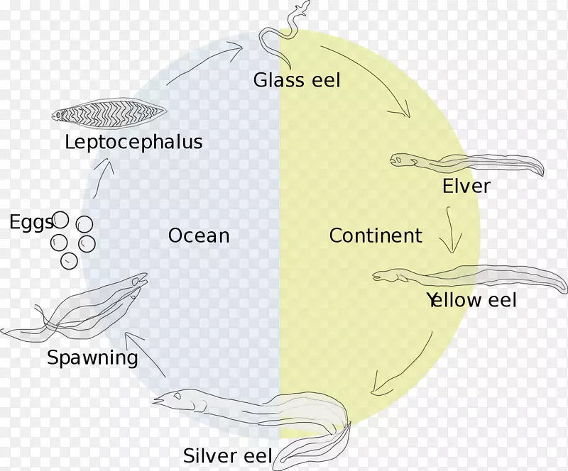 欧洲鳗鱼生活史生物生活史