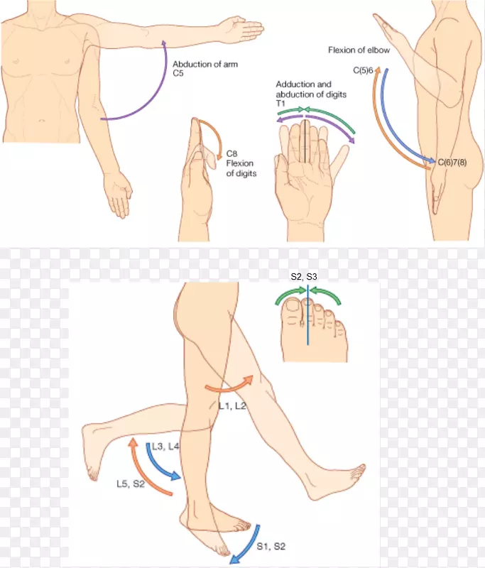 拇指皮部肌单元解剖骶脊神经1-上、下侧风