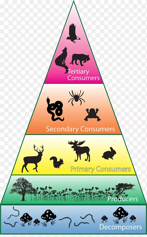 生物多样性消费生态系统生态金字塔-食物下巴