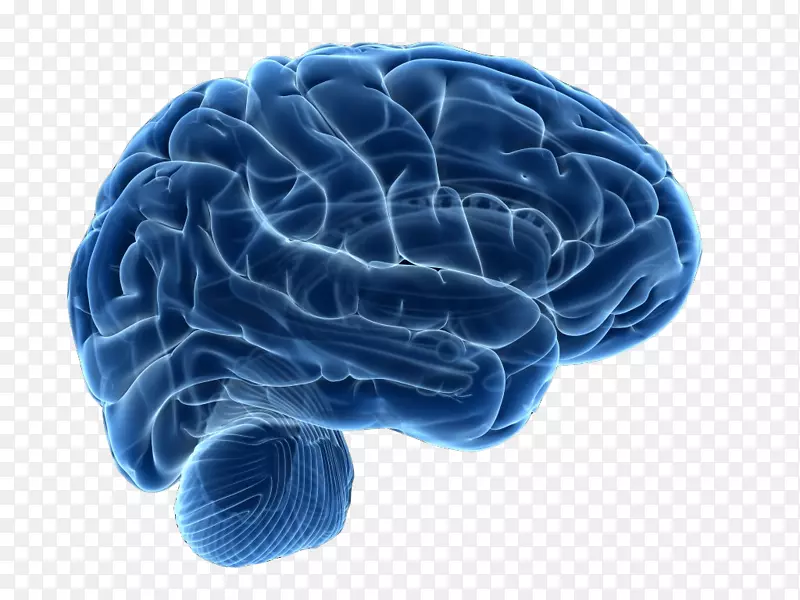 人脑神经影像学神经科学治疗-脑