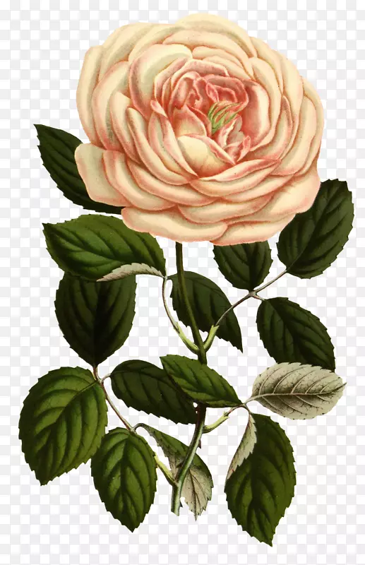 玫瑰植物学插图印刷植物学版画-玫瑰