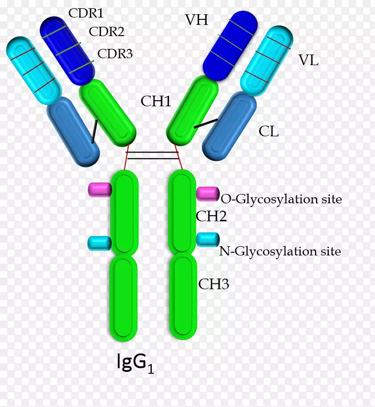 单域抗体g免疫球蛋白结构域免疫球蛋白重链单克隆抗体治疗