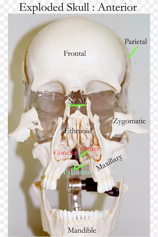 颅骨-人骨轴向骨骼额窦-颅骨