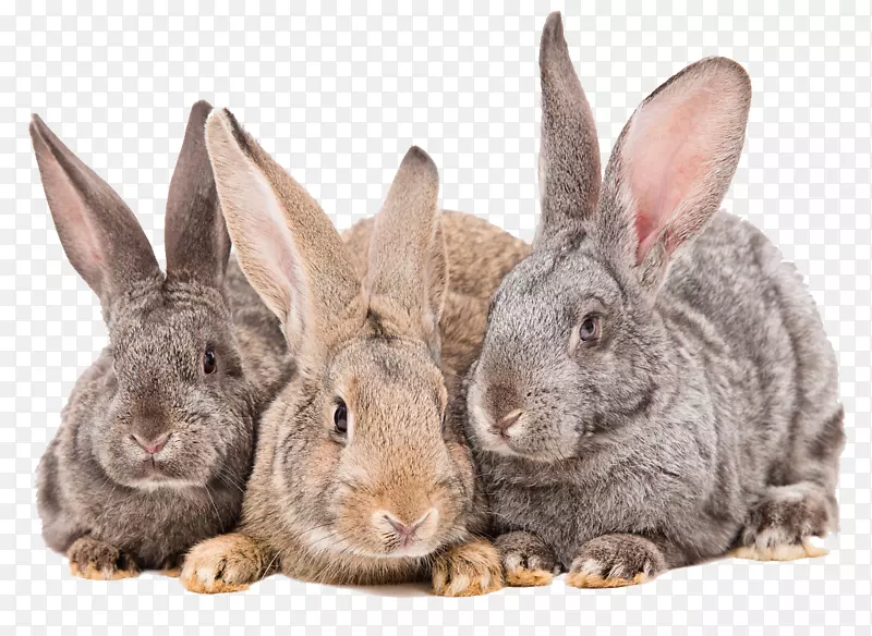豚鼠家养兔群摄影欧洲兔-兔