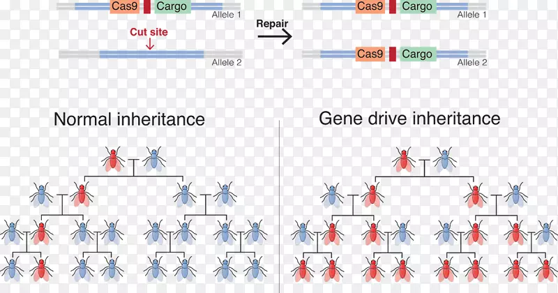 基因驱动基因工程CRISPR遗传学