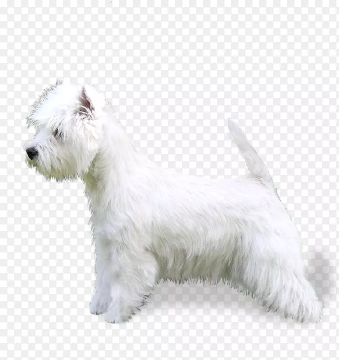 伊玛尔犬的格伦，西高地白狗，苏格兰小猎犬，小型雪诺犬，博洛尼亚犬