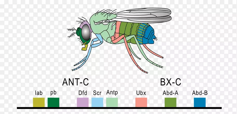 同源框Hox基因常见果蝇同源异形基因