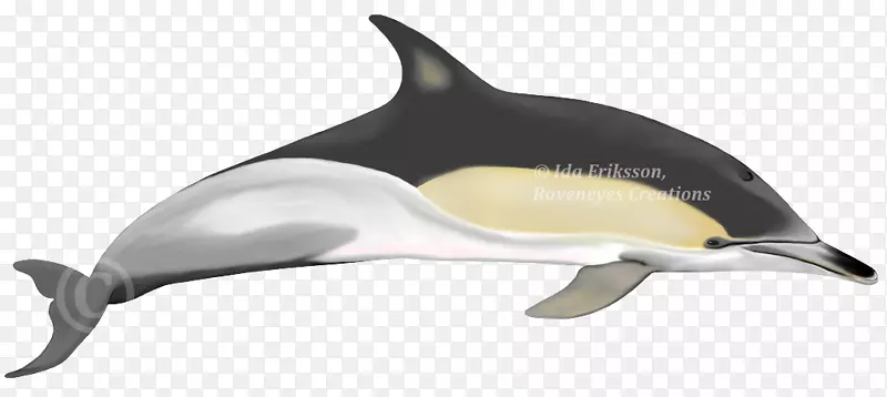 短喙普通海豚普通宽吻海豚图库溪粗齿海豚白嘴海豚