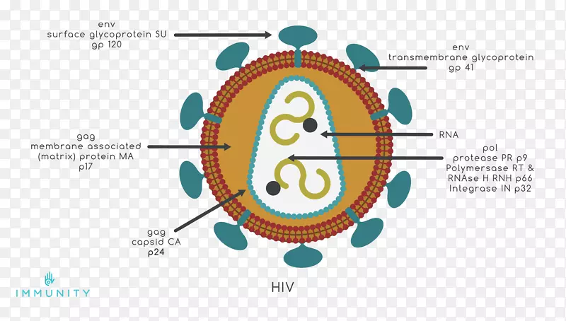 艾滋病毒/艾滋病疫苗的预防