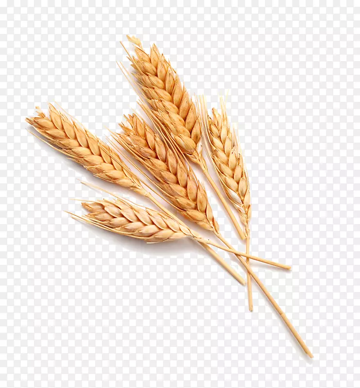 小麦砧木摄影食品面包.小麦