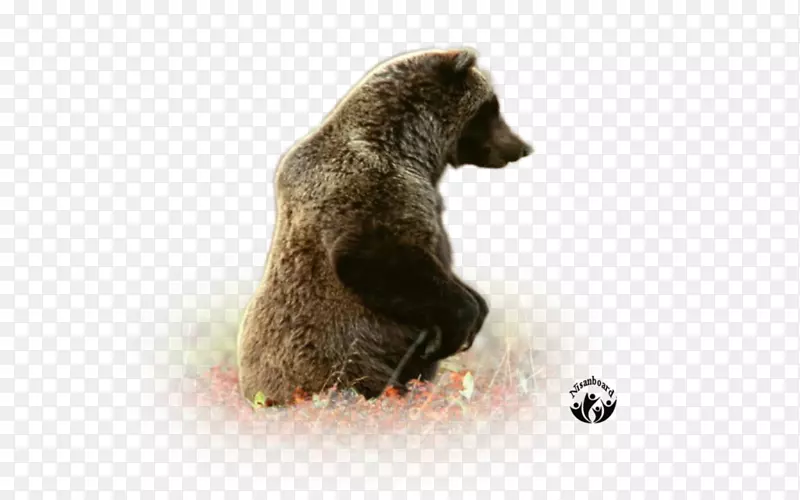 灰熊棕熊皮毛陆生动物熊