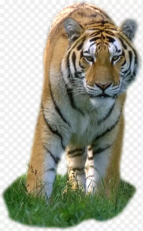 狮子豹孟加拉虎猫科狮子