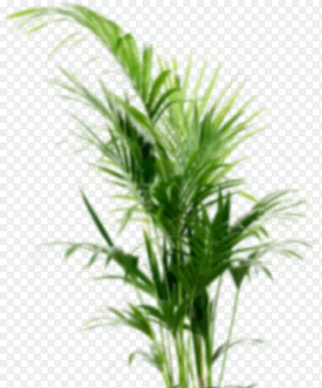 菊科植物