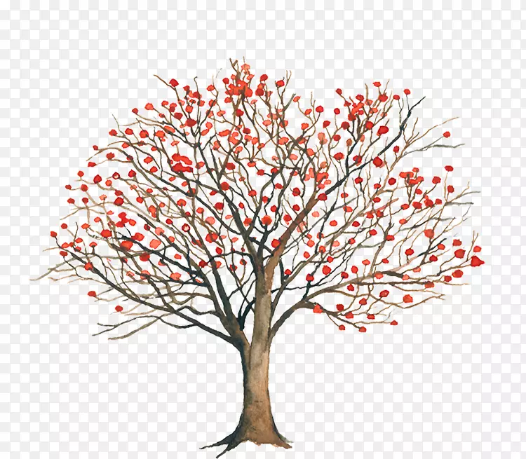 珊瑚赤眼莲小枝美洲红刺树