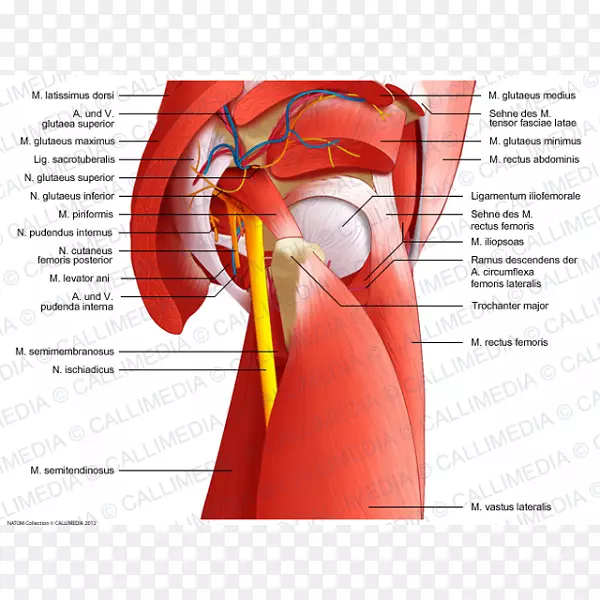 髋关节骨盆解剖-背阔肌
