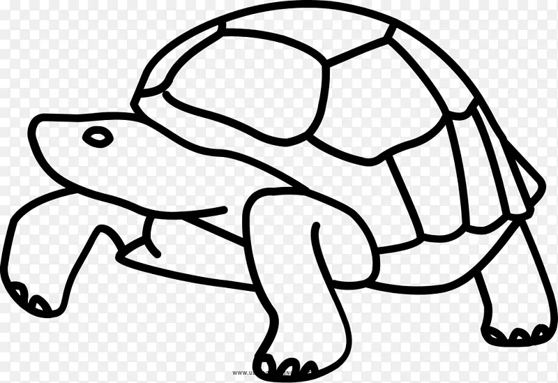 加拉帕戈斯群岛龟画夹艺术-海龟