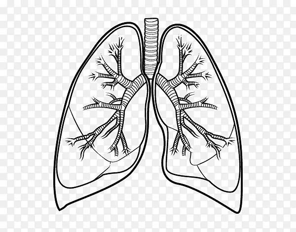 肺牵张支气管-人体