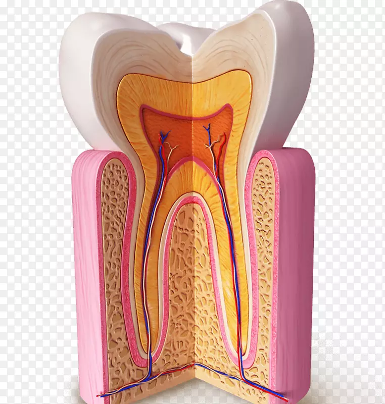 人类牙齿解剖智人牙本质