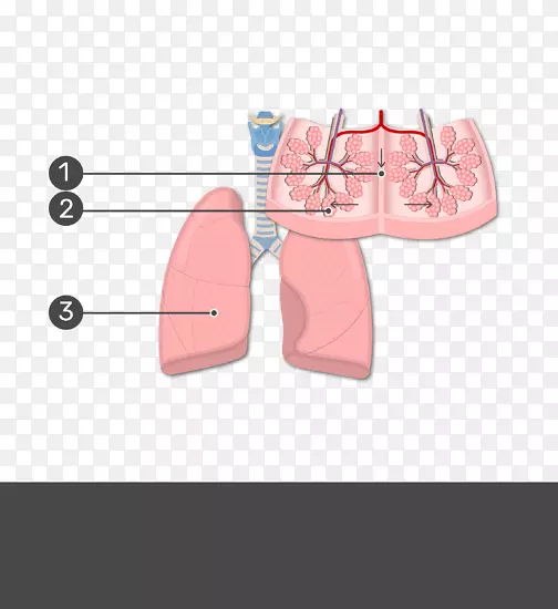 肺叶细支气管解剖呼吸系统