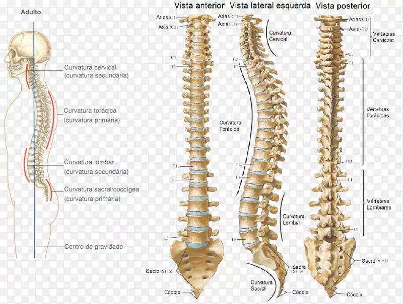 脊柱骨骶骨解剖