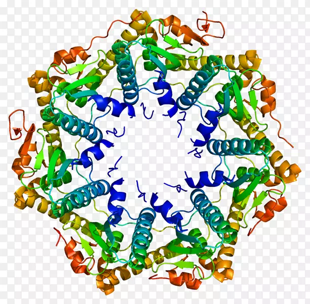 依赖ATP的CLP蛋白酶亚基CLP蛋白酶家族内肽酶CLP酶-酶