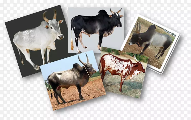 印度牛繁殖野生动物-印度