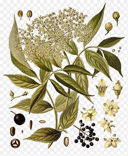 科勒的药用植物，榆树花，亲切的植物学插图-植物