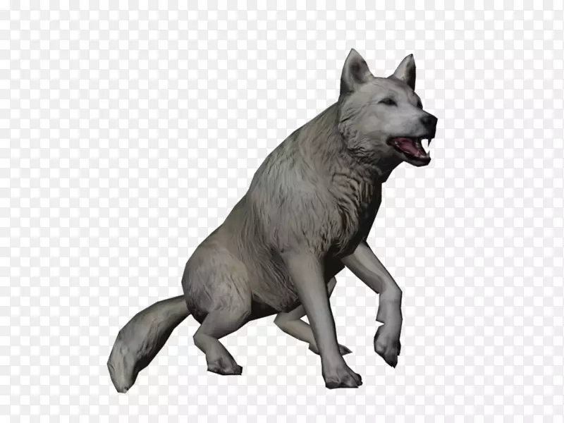 沙狼、昆明狼、捷克斯洛伐克狼狗、北极野兔、阿拉斯加冻原狼、狼-狼