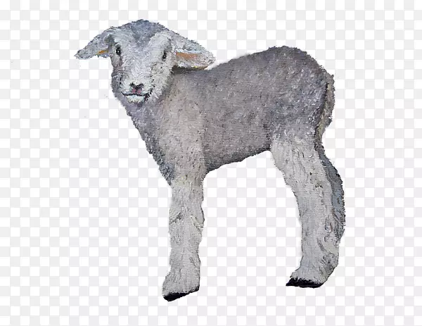 羊，山羊，牛，毛皮，鼻子-小羊羔