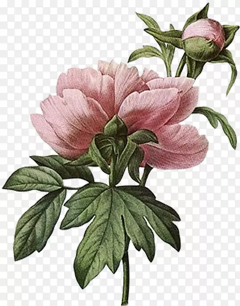 植物灵感：套装植物插图艺术植物学花卉牡丹插图