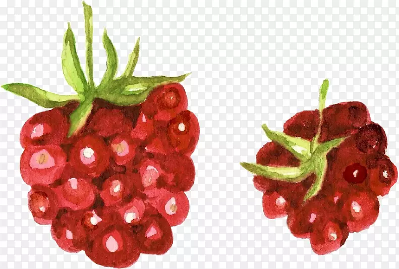 蔓越莓覆盆子醋栗辅料水彩画-覆盆子水彩