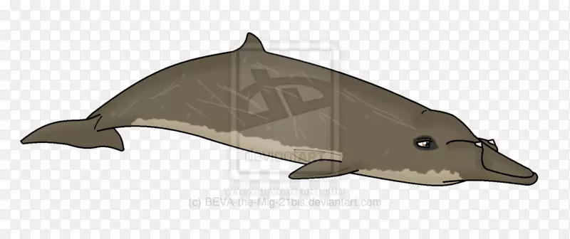 海豚-Blainville的喙鲸铲-齿鲸目动物-MiG 21