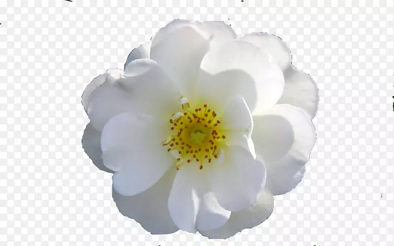 玫瑰花电脑图标-Mercedez