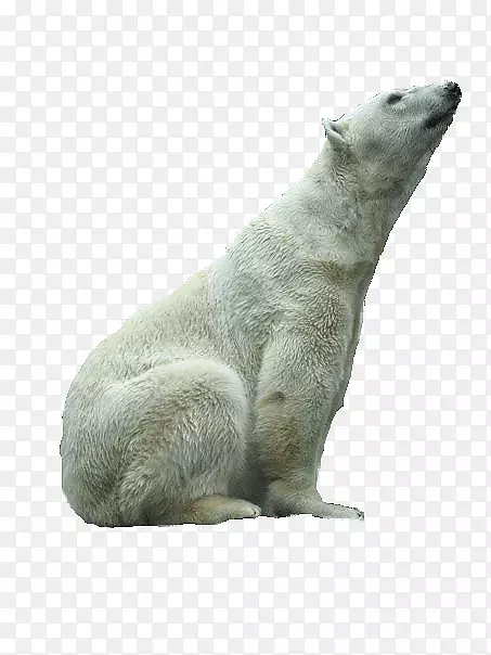 北极熊毛皮陆生动物鼻子-帕梅拉