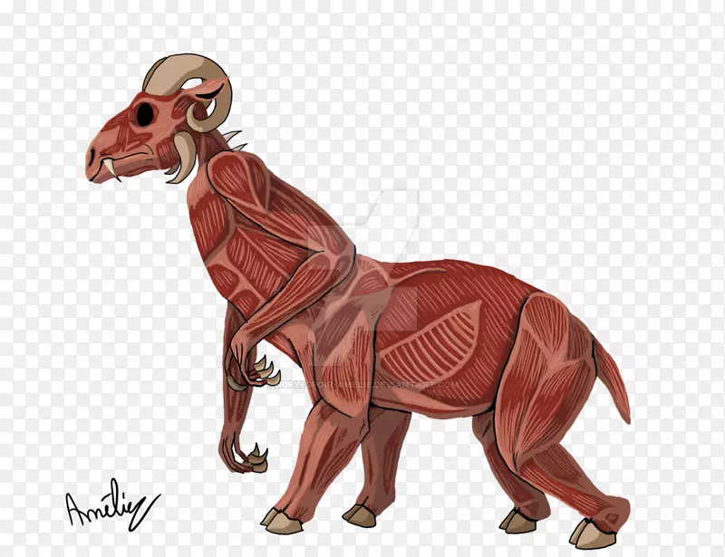 食肉类陆生恐龙野生动物解剖肌肉