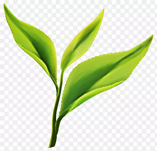 绿茶垫茶大吉岭茶树-茶叶