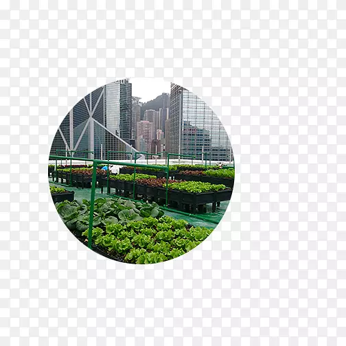 屋顶花园城市农业绿色屋顶-城市农场