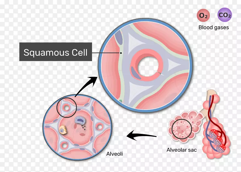 肺泡气交换呼吸系统血空气屏障膜刺细胞体