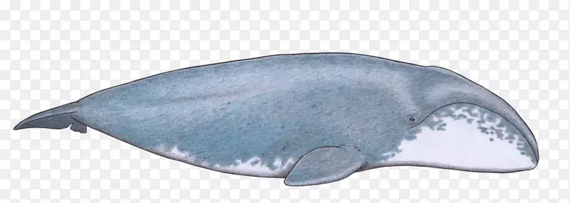 海豚海洋生物鲸目动物