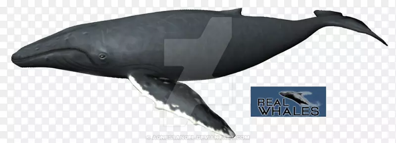 海豚、鳍鲸、座头鲸、鲸目动物-小须鲸