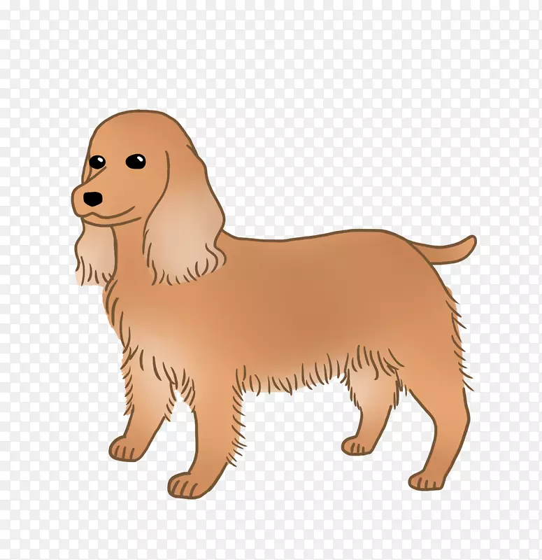 金毛猎犬-英国小猎犬