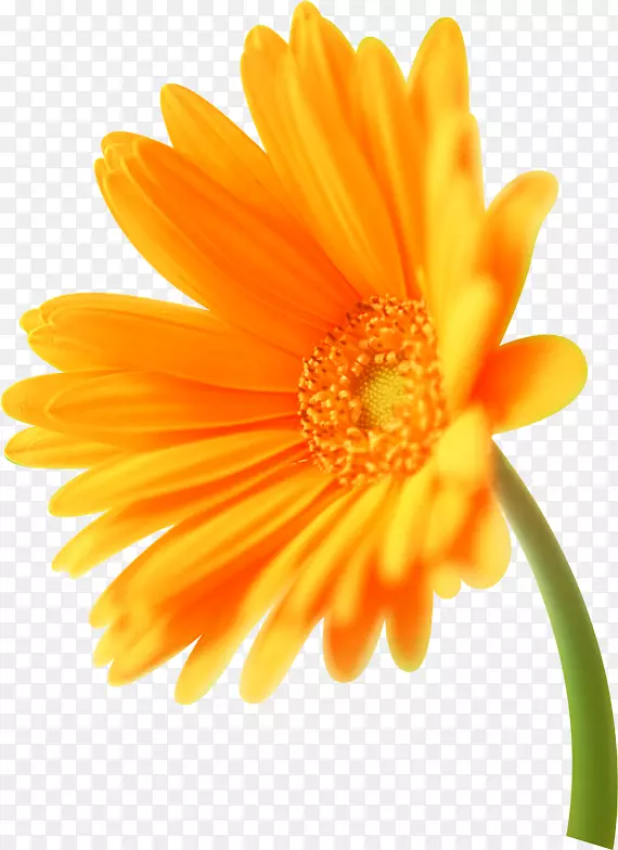 金盏菊橙花-足球标志